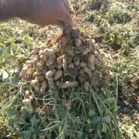 بادام زمینی رقم گلی|خدمات باغبانی و درختکاری|اسلام آباد, |دیوار