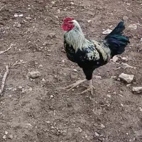 حراج  لاری|حراج|خرم‌آباد, |دیوار