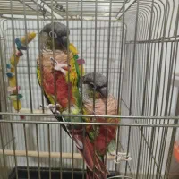 گرینچیک یلوسایید