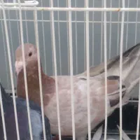 کبوتر|پرنده|مشهد, چهارچشمه|دیوار