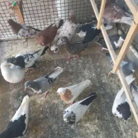 ۱۷تا پرنده