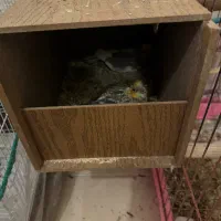 ۲جفت عروس هلندی مولد|پرنده|رامسر, |دیوار