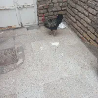 خروس