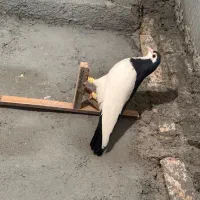 چپ پشت کلاغ|پرنده|مشهد, محمدآباد|دیوار