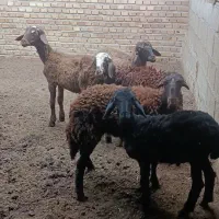 3تا بره نر 2تا ماده|حیوانات مزرعه|گنبد کاووس, |دیوار