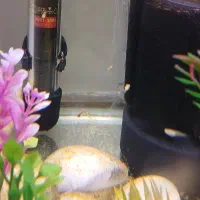 بچه ماهی گوپی و مولی|ماهی|کرمانشاه, |دیوار