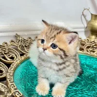 بریتیش گلد تبی