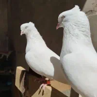 سفید چشم نوک سفید اصل اراکی