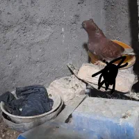 ماده سرخ دم سفید  کاکل