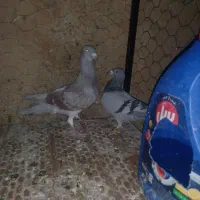 کبوتر جفتی