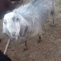 بزغاله نر چاق