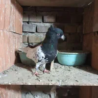 ۱ جفت آلمانی و چند تا رنگی|پرنده|گنبد کاووس, |دیوار