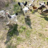 فروش برهما لایت