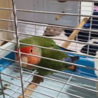 کوتوله ماده بالغ زیبا|پرنده|قم, الوندیه و گذر صادق|دیوار