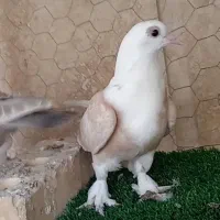 کفترکبوتردم سفیدکلاغ طوقی کاکلی|پرنده|تربت‌حیدریه, داروپخش|دیوار