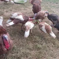 بوقلمون تخم گذار|حیوانات مزرعه|امیدیه, |دیوار