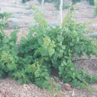 باغ|فروش دفتر صنعتی، کشاورزی، تجاری|تیران, |دیوار