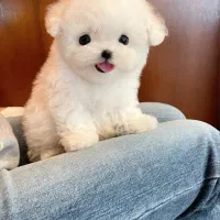 مالتیز سایز ریز|سگ|آستانه اشرفیه, |دیوار