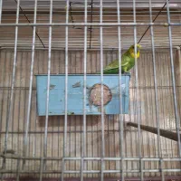 مرغ عشق|پرنده|هشتگرد, شهرک راه آهن|دیوار