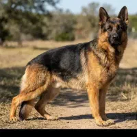 سگ ژرمن نرو ماده اصل