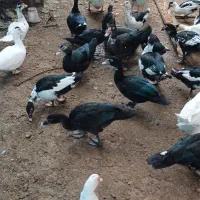 فروش اردک خارجی