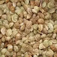 بذر شبدر (خشه)