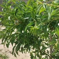 باغ-باغچه