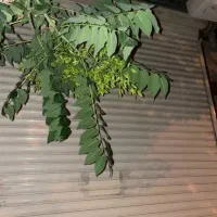 فروش مغازه پیرانشهر خیابان کاسکران