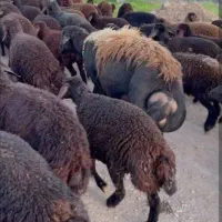 گوسفند.بز فروشی دارم