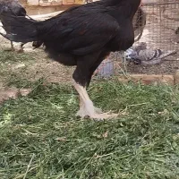جوجه لاری و جوجه محلی چاق شوربی