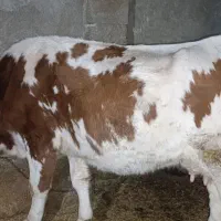 گاو ماده سیمینتال
