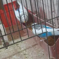 مرغ عشق مولد|پرنده|پاکدشت, خاتون آباد|دیوار