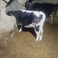 گوساله داشتی درجه ۱|حیوانات مزرعه|لالجین, |دیوار