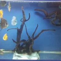 اکواریوم دیسکس|ماهی|بروجرد, |دیوار