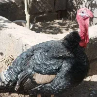 یک عددبوقلمون نر دوساله فروشی یا معامله  مرغ جوجه|حیوانات مزرعه|بم, |دیوار