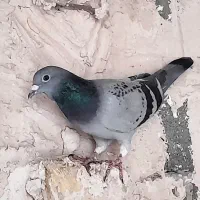 سوسکی جوانه وماده مسافتی|پرنده|چناران, |دیوار