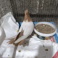 7تاکبوتر سرحال برای جوجه گیری|پرنده|خرم‌آباد, |دیوار