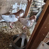 جوجه ابلق افغانی و ساده ماده ذات هفت رنگ