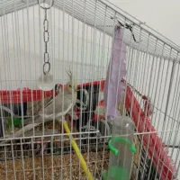 عروس هلندی. نر فروش فوری