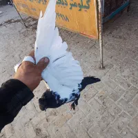 سینه دم سیاه