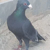 زاغ کاکل|پرنده|زهک, |دیوار