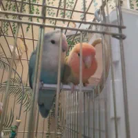 یک جفت طوطی برزیلی مولد نر ماده