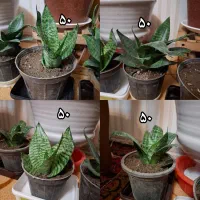 گل های زیبا قیمت مناسب|گل و گیاه طبیعی|مراغه, |دیوار