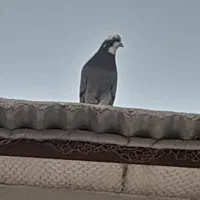 فروش شازده نر
