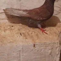 کبوتر|پرنده|خان ببین, |دیوار