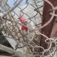 خروس تاج بزرگ جوان