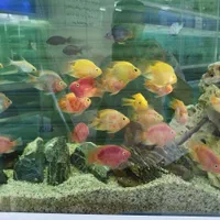 اکواریم و ماهی زینتی شهرک گلستان