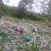 خرید چوبهای ساختمانی|خدمات باغبانی و درختکاری|رشت, منظریه|دیوار