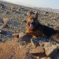 توله سگ ژرمن شولاین