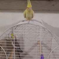 تعدادی پرنده برای فروش|پرنده|رشت, کوی امام رضا|دیوار